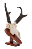 Allen Company EZ Skull Mount Presentation Pedestal & Plaque