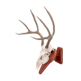 Allen Company EZ Skull Mount Presentation Pedestal & Plaque