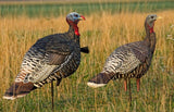 Avian-X AVX8009 Merriam Jake and Hen Turkey Decoy Combo Pack